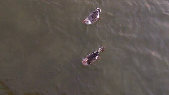 俯瞰在湖里游泳的鹅一家