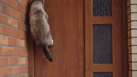 LS猫通过跳门把手打开了入口的门