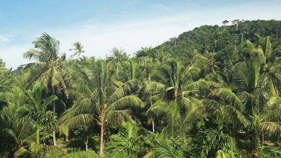 丛林雨林和椰子树