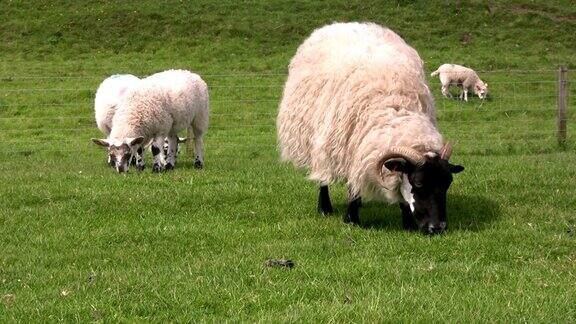 黑脸羊和她的小羊在吃草