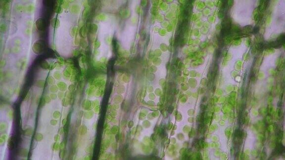 细胞结构海草在显微镜下显示植物细胞的叶片表面的视图用于课堂教学