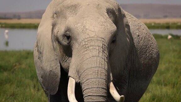 非洲的大象食草特写