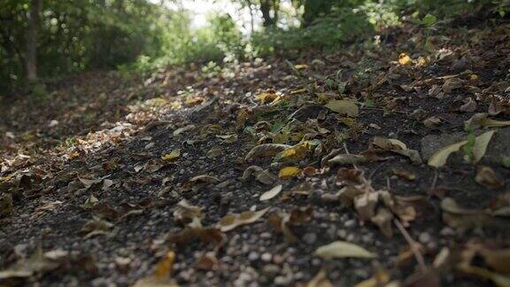 秋天的枯叶被风吹在森林的表面