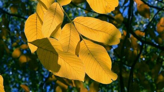 秋天的时候树上的树枝上有黄色和棕色的叶子