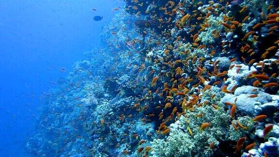 色彩斑斓的珊瑚礁里的一群热带鱼