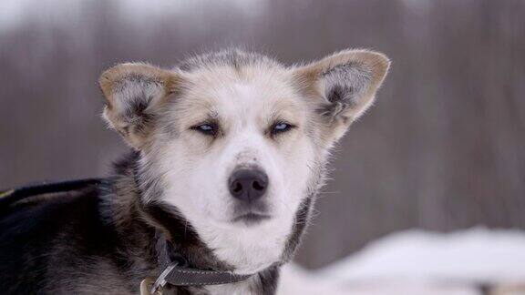 SLOMOHusky看着镜头