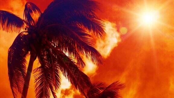 热带棕榈树天堂