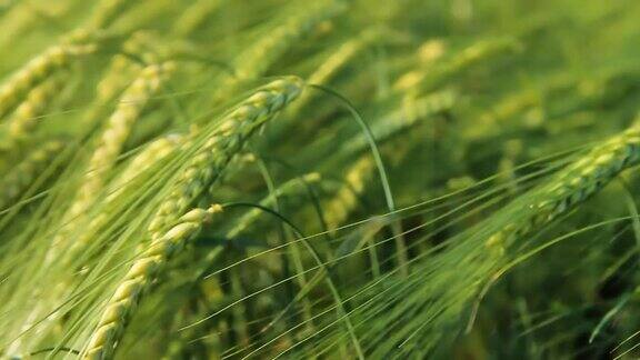 HD:绿色小麦茎的特写