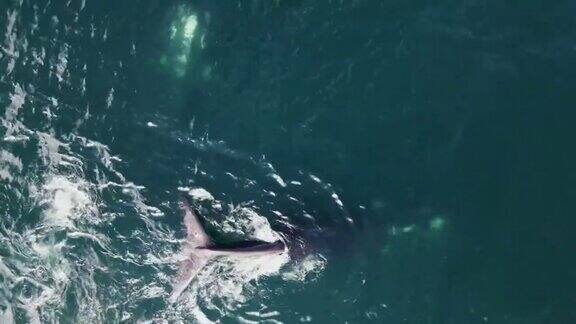 南非两只抹香鲸的鸟瞰图