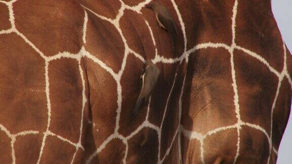 一种红嘴牛啄木鸟用喙轻刷长颈鹿的皮肤