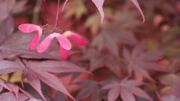 粉红色花卉植物特写