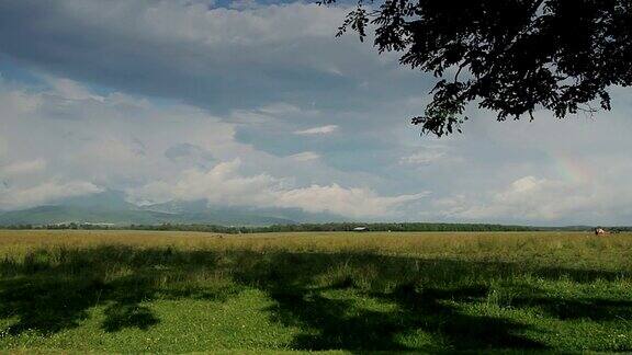罗马尼亚的风景与奶牛