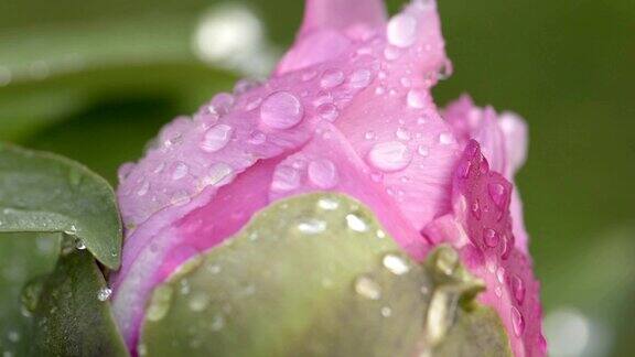 雨后粉红牡丹花