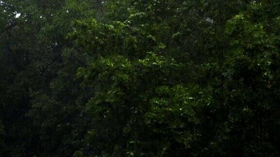 暴雨中的枫树