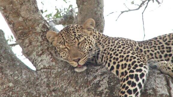 树上的一只豹看着摄像机然后睡着了