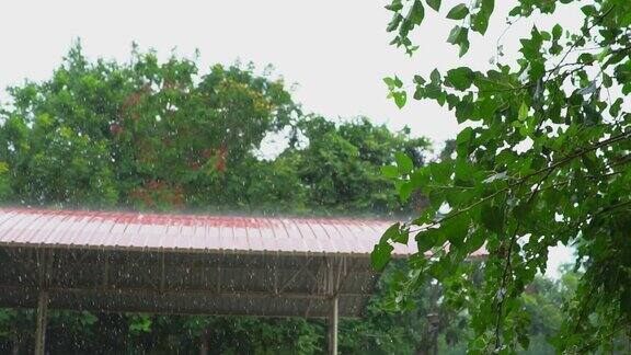 慢镜头:绿叶上的雨