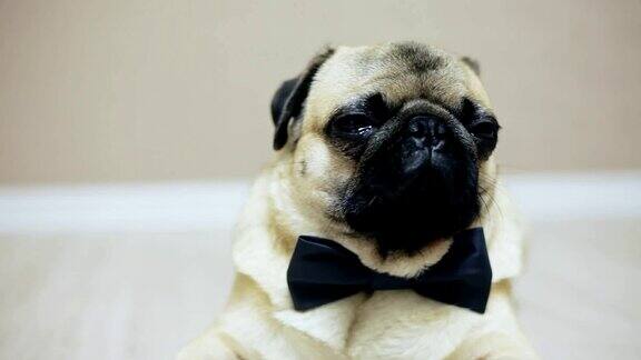 近距离拍摄优雅有趣的哈巴狗穿着领结坐在婚礼上或作为一个办公室职员看着镜头疲倦和懒惰