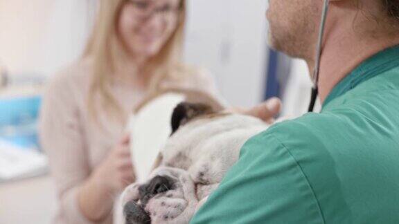 英国斗牛犬在兽医检查中亲吻男性兽医
