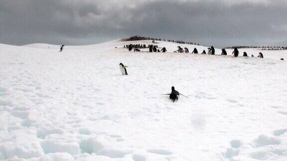在南极洲的企鹅