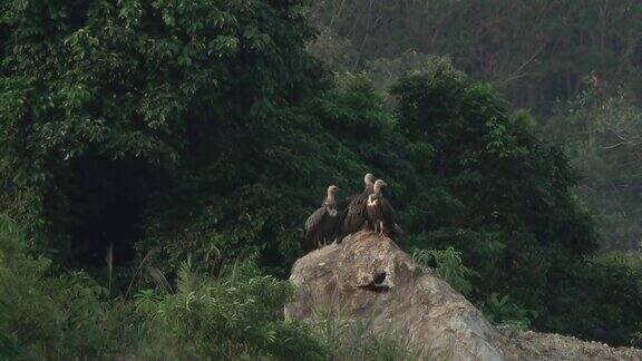 一群巨大的秃鹫在岩石上晒太阳