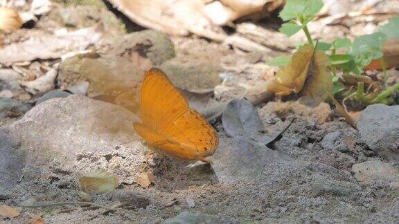 热带雨林中的蝴蝶