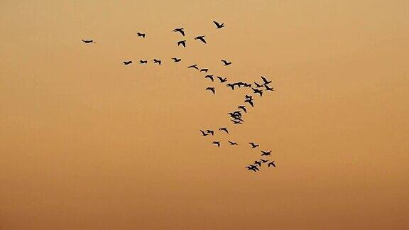 鸟儿在日落时飞翔
