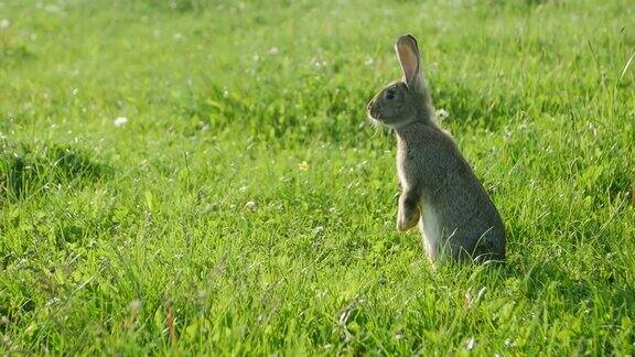 成年兔子在绿草地上灰兔子在草地上