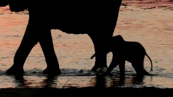 象群和新生婴儿奥卡万戈三角洲博茨瓦纳
