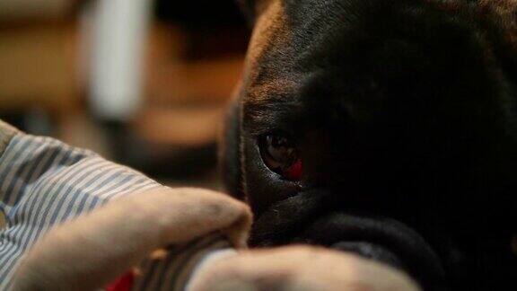 一个可爱的悲伤的小狗的特写镜头黑色的法国斗牛犬