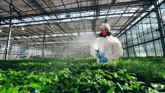 男性生物学家正在给植物喷洒杀虫剂基因改造