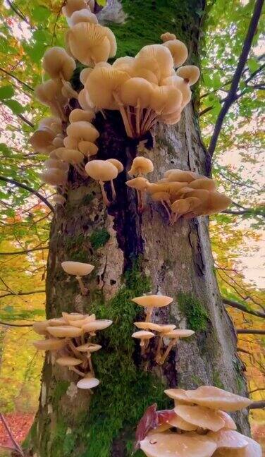 垂直:树蘑菇生长在高耸的秋天彩色树的苔藓树干上