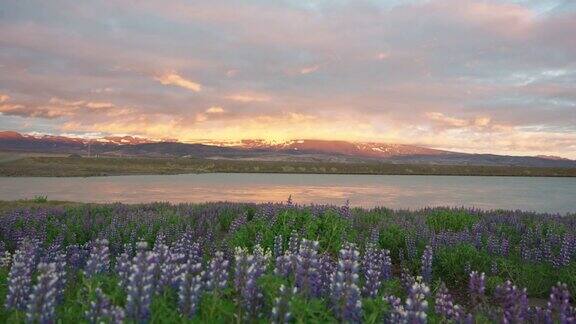 夏天在河边盛开的紫色羽扇豆花上的日落天空