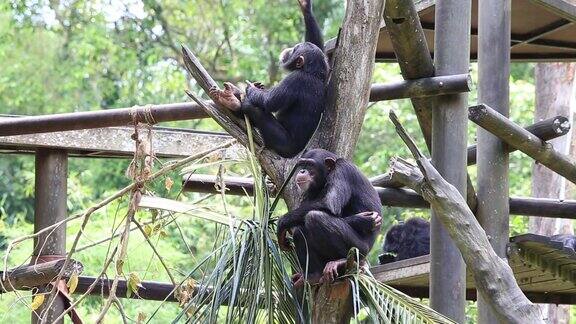 新加坡的黑猩猩家族