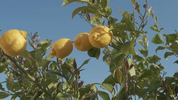 柠檬在柠檬树上有机农业农业栽培柑橘类植物种植