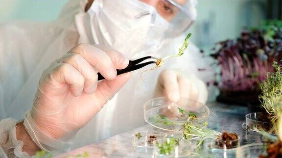 科学家在农场里检查豌豆微绿叶健康食品