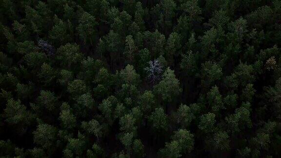 森林深处