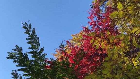 秋天的树木有着鲜红、鲜黄、翠绿的叶子衬着蓝天