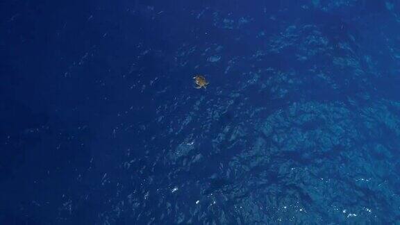 在海洋中游泳的玳瑁海龟