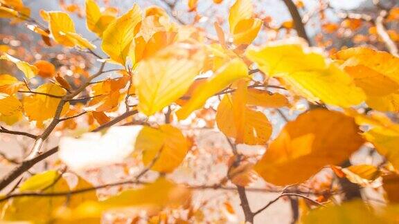 秋天树枝上五颜六色的叶子在风中飞舞