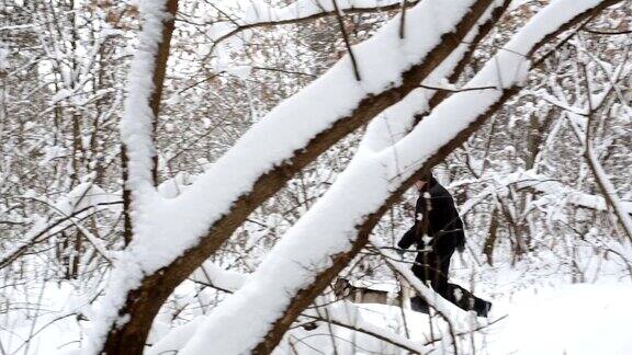 和西伯利亚哈士奇一起在冬天的森林里散步