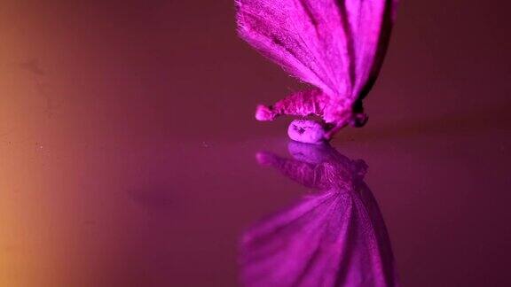 死蛾站在反光的表面上光线照在蛾子上它在改变颜色背景很暗