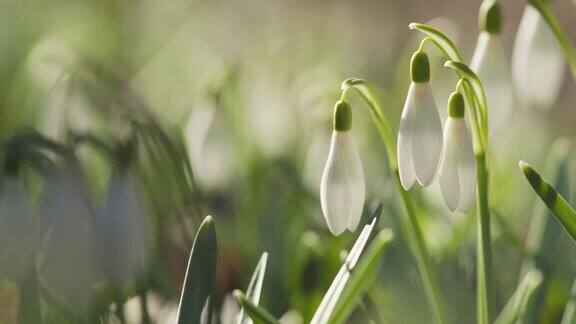 阳光明媚的春天早晨白色雪花莲的慢动作