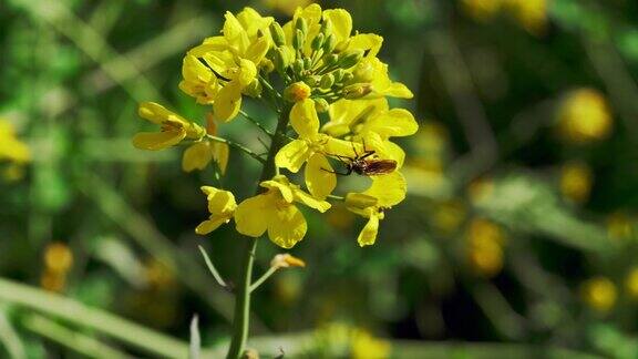 黄黑的食蚜蝇在黄色的芥菜花上飞翔春天以绿色的草地为背景白天却无人陪伴