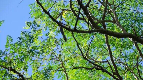 4K绿叶在树上的风与清澈的蓝天白云在泰国