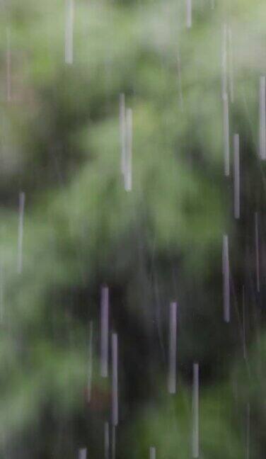 雨雨