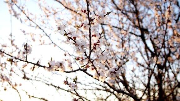 盛开的树在日落春天公园的树上开着白花春天的花园