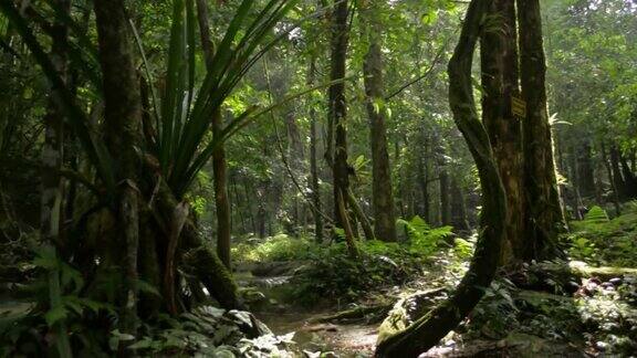 夏日清晨阳光下绿树林间的宁静景象溪水从岩石上流过丛林中的风景