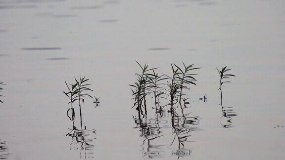 植物生长在平静的水中如同水的涟漪
