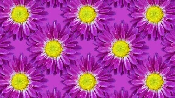 紫罗兰色背景菊花花卉动画图案与无缝循环