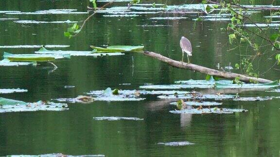 湖中的白鹭在树枝上